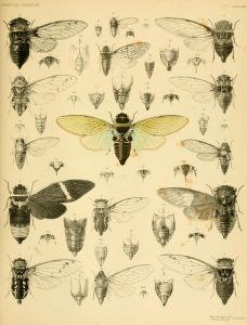 scientific cicada illustration